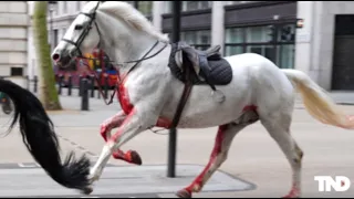 Military horses break free, run loose across London; 2 seriously hurt