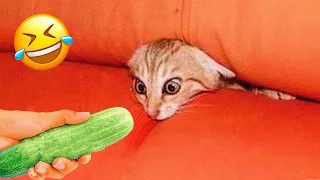 Funniest Animals 2024 🤣 Best Funny Cats and Dogs Videos 😸🐶 Part 14