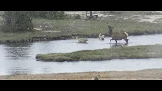 Wolves hunting elk in Yellowstone NP, May 2022