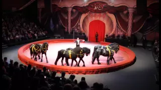 цирк Триумф слоны