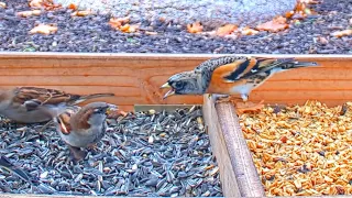 Rare sighting: Brambling (Fringilla montifringilla) - Recke, Germany - Nov. 02, 2020