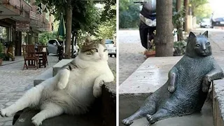 Read Description Please : Tombili: Istanbul cat and worldwide meme honoured with statue |