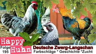 E195 Deutsche Zwerg-Langschan Hühner im Rasseportrait bei HAPPY HUHN - birkenfarbig, orangebrüstig