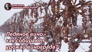 Ледяное вино - как собирают урожай винограда?