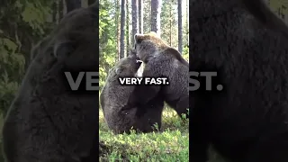 Ultimate Battle: Gorilla vs Bear - Clash of the Titans!