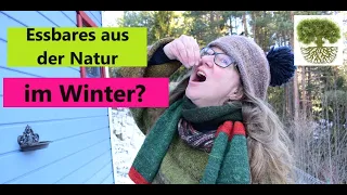 Knospen, Blätter und mehr - 3 Tipps, was es im Winter in der Natur zu essen gibt