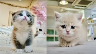 OMG SO CUTE! 😍😳 Cutest Cats Videos Compilation #104 Best Funny Cute Cat Videos (Must See)