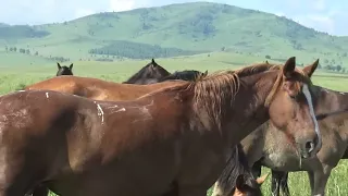 Кобыла в охоте, жеребец начеку