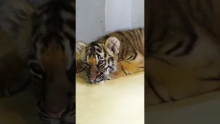 Sleepy Baby Tiger 🐯