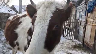 Как выглядит нетель за месяц до отела.