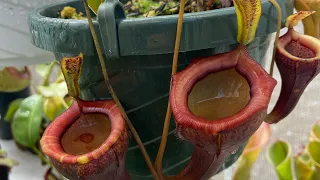 Nepenthes greenhouse short update August 2022