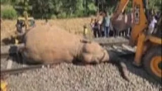 Train kills 2 elephants walking on track in India