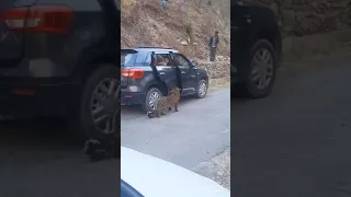 Leopard in Public - Dangerous Wild Animal - Himachal - India