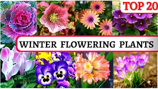 Best winter flowering plants.