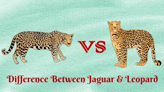 Jaguar VS Leopard...who has the most powerful bite force?