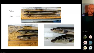 Jack Wootton - All About The European Eel (Anguilla anguilla): an online talk