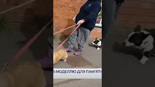 🐕 Український коргі став моделлю для пам’ятника британській королеві