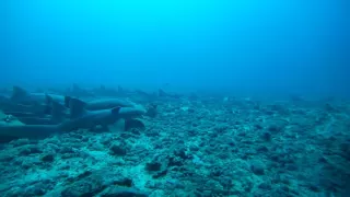 King Mitch Wreck, Grenada 23-08-16 - Nurse Shark Gathering