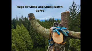 Climbing and Removing a Douglas Fir | Washington State