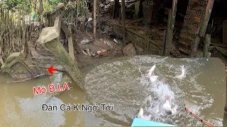 Những Bầy Cá K Ngờ Tới Núp Bên Hông Ngôi M.Ộ Ngập Nước | Kích Cá Miền Tây | Catch Fish