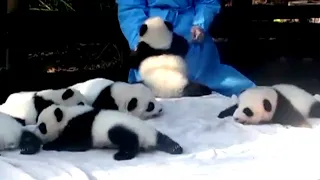 Aww 🔥 Funny And Cute Panda Compilation  🔥 Panda Love - 2020 Clip 2