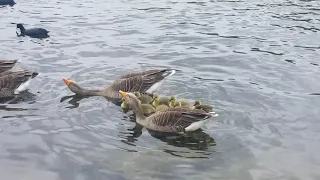 Goslings & Cygnets on the Serpentine in London