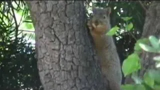 Scary Squirrel