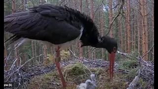 Черный аист . Аист кормит, но рыба очень велика.