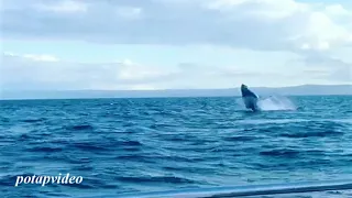Доминикана Горбатые киты 2019г