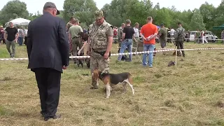 27.05.2023г. Воронежская 69 выставка охотничьих собак.