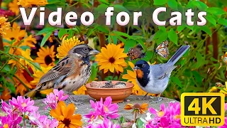 Cat TV for Cats to Watch 😸 Cute Chipmunks, Birds, Squirrels in Backyard 🐿️ 10 Hours 4K HDR 60 FPS