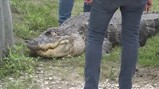 Court order sends alligator on 1,500-mile road trip from Hamburg to new home at Gator Country in B