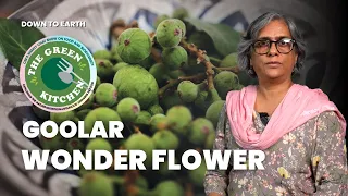 Goolar: The Wonder Flower Which You Should Know About