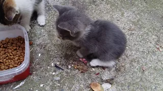 Five Baby Kittens Eating Food | Angry kitten | Cute Kittens