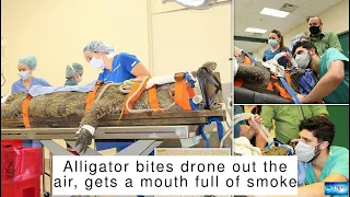 Alligator bites drone out the air, gets a mouth full of smoke