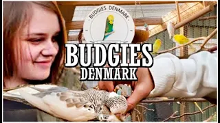 BUDGIES DENMARK "MY HEALTHY BUDGIES!" aviary visit Budgie Planet 2020