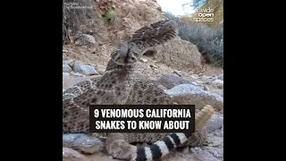 9 Venomous California Snakes to Know About