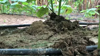 Irrigation systems on Okra plant #okra #dripirrigation