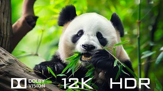 Beautiful Animal World Dolby Vision 12K HDR 60fps - Relaxing Piano Music