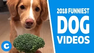 Funny Dog Videos 2018