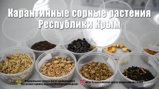 Карантинные сорные растения Республики Крым