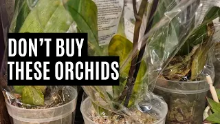 How to choose a healthy orchid: Supermarket shopping guide!