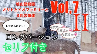 旭山動物園ライオンファミリー　オリトとイオ夫婦と３匹の娘達　フウ・レイ・イト　Vol,7-2　20221229　ロングバージョン