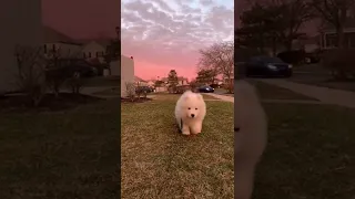 Scary but cute. #shorts #video #dogs #samoyed