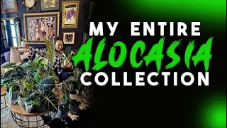 My Entire Alocasia Collection, 2024 the Good and the Bad!