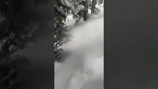 Deep forest powder boarding on the Korua Shapes Dart in Whistler B.C