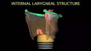 Larynx Animation