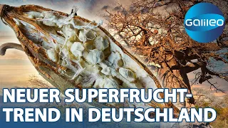 Affenfutter als neue Superfrucht: Was steckt hinter Baobab? | Galileo | ProSieben