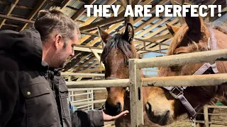 HORSE AUCTION ADVENTURE! - 4 Horse Rescue