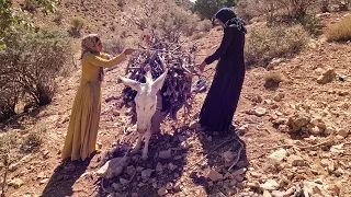 Gathering Firewood with Donkeys_ the nomadic lifestyle of Iran